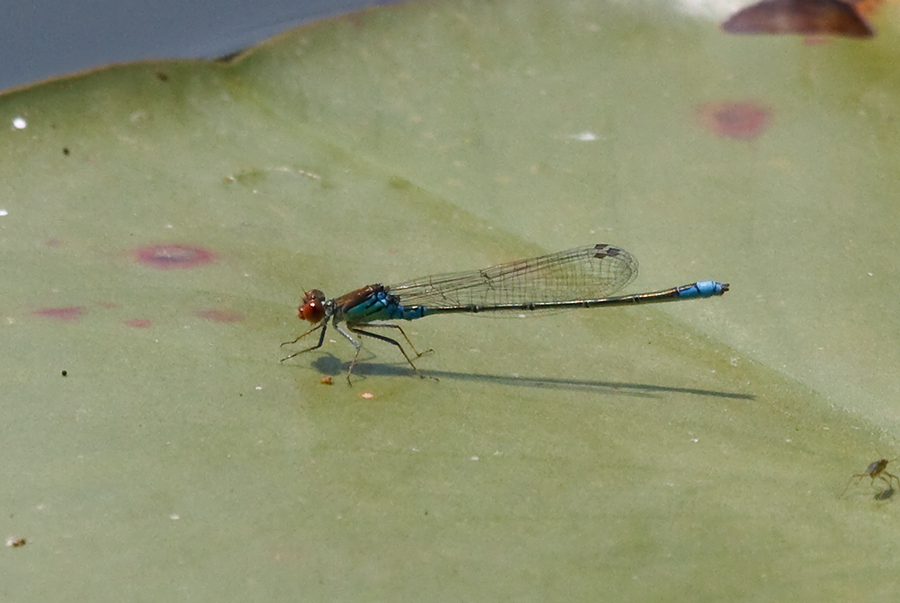 Erythromma viridulum maschio